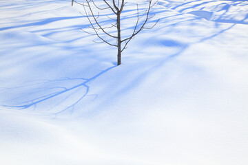 Fototapeta na wymiar 雪原の木と影