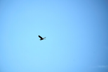 Obraz premium Bird flying at the sky