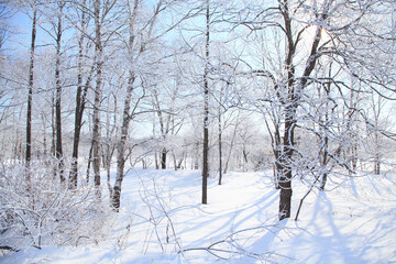 Fototapeta na wymiar 着氷した木々