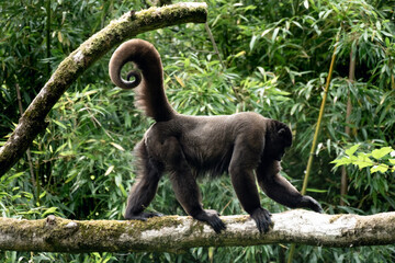 Brown or Common woolly monkey, Lagothrix lagotricha, single mammal on branch, Brazil