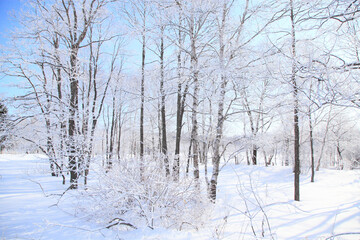 着氷した木々