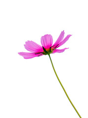Beautiful purple flowers