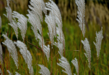 flower beds with ornamental grasses are attractive from autumn to winter and thanks to dry flowers...