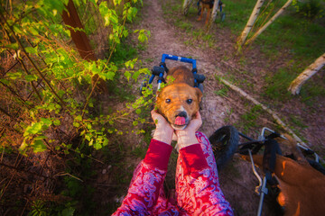 Cute ginger dog on a wheelchair hugs its mistress in summer on a sunny day against a background of greenery, touching portrait