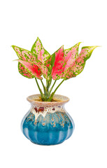 Flower pots on white background