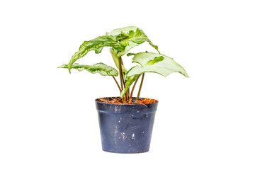 Flower pots on white background