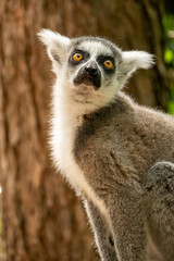 Naklejka na ściany i meble Ring- tailed lemur ( lemur catta) close up. wildlife madagaskar.
