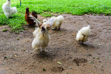 chickens in the farm