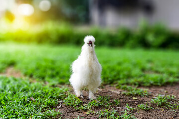 white chicken