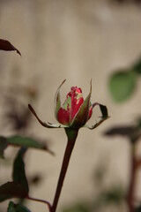 bouton de rose rouge et vert