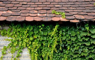 climbing plants grow and color the leaves in autumn. highlights the beauty of wire fences,...