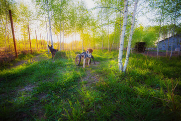 Fototapeta premium Dogs in wheelchairs are walking, happy and contented, in summer, in warm weather