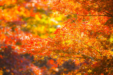 Beautiful red maple leaves in nature.