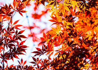 Beautiful red maple leaves in nature.