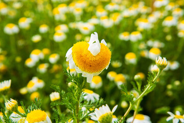 Campo de margaritas con flor principal en forma especial