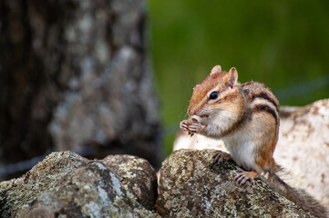 chipmunk on the rock