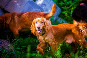 Cheerful red spaniel smiling on a walk in summer