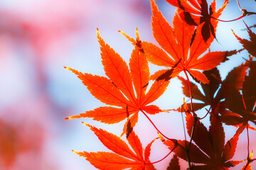  Colorful Autumn Leaves against beautiful
