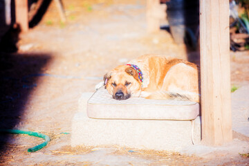 Naklejka na ściany i meble Fat ginger dog resting in the sun