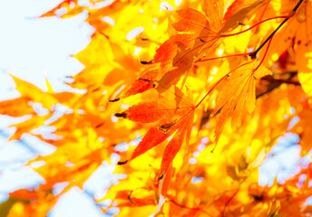 Fototapeta premium Beautiful red maple leaves in nature.