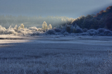 栃木県の日光、小田代ヶ原の風景（晩秋の早朝）