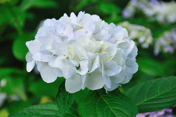 アジサイ