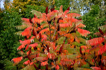 Sumac in autumn, when its pinnate leaves are bright yellow, orange to red. At the same time, cone...