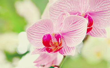 light purple beautiful orchid flower and green leaf in garden at winter or spring day on nature.