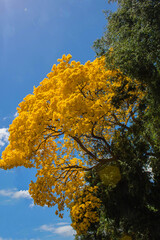 Fototapeta premium otoñal, árbol, caer, naturaleza, cielo, hojas, amarilla, bosque, hojas, árbol, ciclos, azul, follaje, sucursal, aparcar, arce, verde, madera, color, anaranjada, paisaje, rojo, sucursal, abedul, dorada