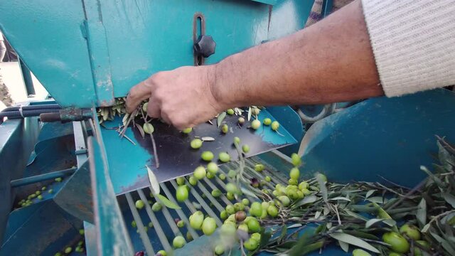 Olive sorting machine. Olive sifting machine. Human using olive sorting machine. Olives separated from their leaves