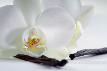 light white beautiful orchid flower and green leaf in garden at winter or spring day on nature white.