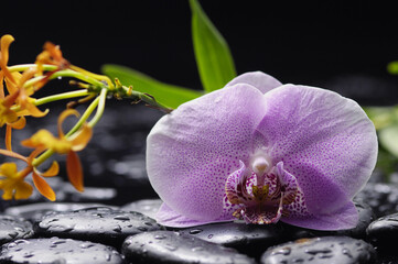 light purple beautiful orchid flower and green leaf in garden at winter or spring day on nature.