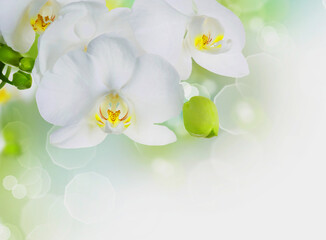 light white beautiful orchid flower and green leaf in garden at winter or spring day on nature white.