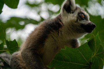 Ring- tailed lemur ( lemur catta) close up. wildlife madagaskar.