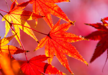 Maple color change beautiful