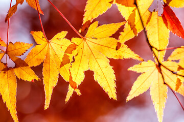 Maple color change beautiful