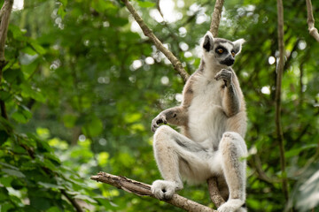 Ring- tailed lemur ( lemur catta) close up. wildlife madagaskar.