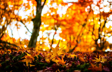 Maple leaves in beautiful fall. © taaee