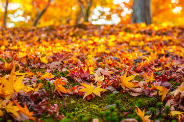 Maple leaves in beautiful fall.