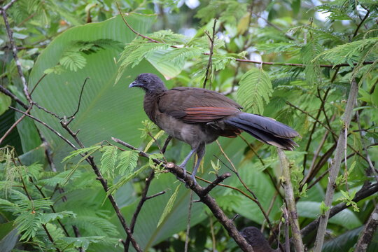 Grey-headed Chacalaca, La Fortuna, Costa Rica