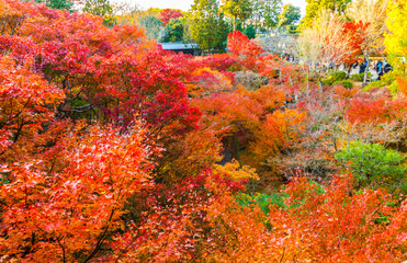 Maple tree in autumn beautiful naturally in the day