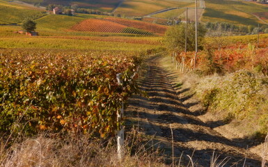 autunno fra le vigne piemontesi