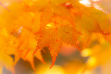 Naklejka na ściany i meble Beautiful yellow maple leaves in nature, autumn