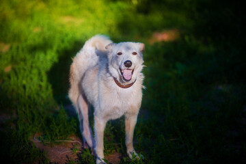 Beautiful large white dog smiles, walks in nature surrounded by greenery