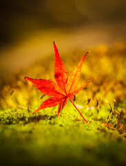 Red maple leaves on the moss floor is a beautiful green.