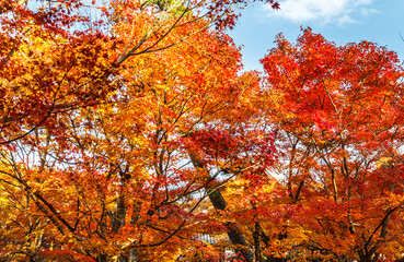 Maple leaves in beautiful fall.