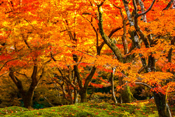 Maple tree in autumn beautiful naturally in the day