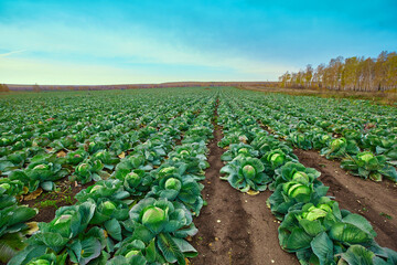 Fresh green leafy Mature cabbage heads on vegetable farms. Russia, Chelyabinsk region
