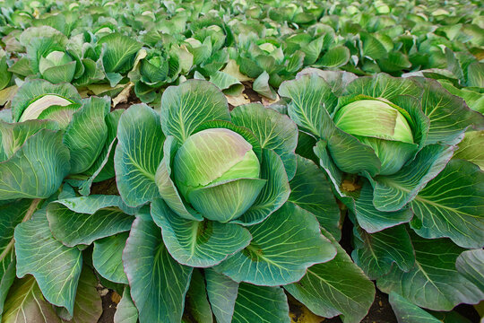 White cabbage. Close-up of a head of white cabbage growing in a farmer's field