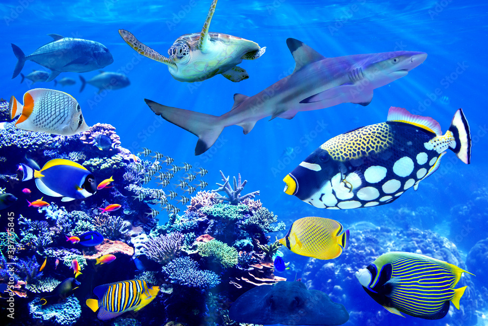 Wall mural Shark and sea turtle visiting coral reef with beautiful marine fish